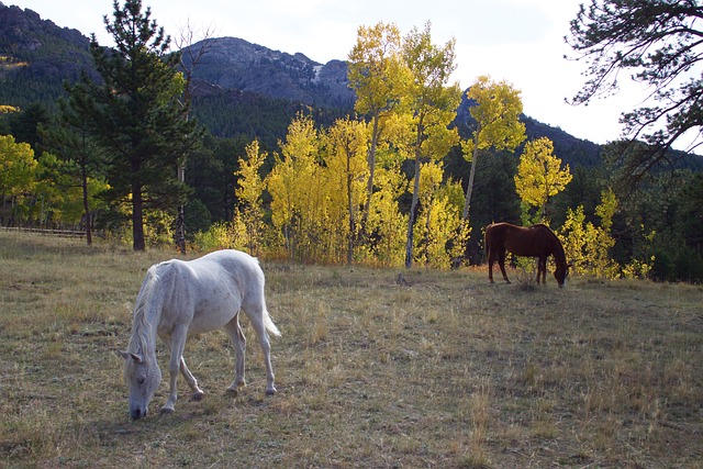 Colorado