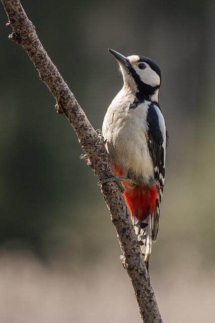 woodpecker,pigeon,blackbird,bird