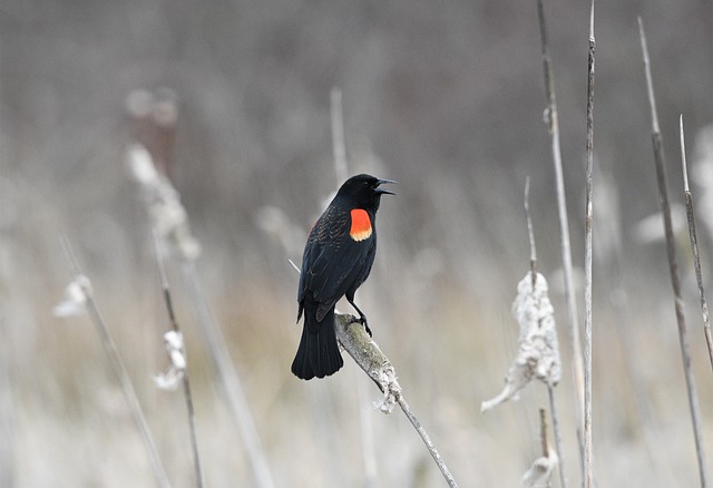 woodpecker,pigeon,blackbird,bird