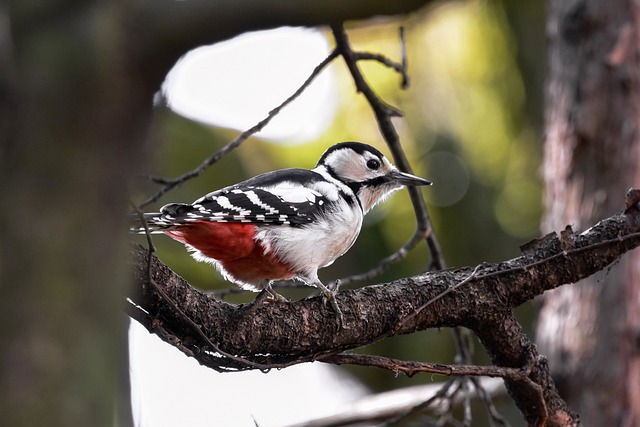 woodpecker,pigeon,blackbird,bird