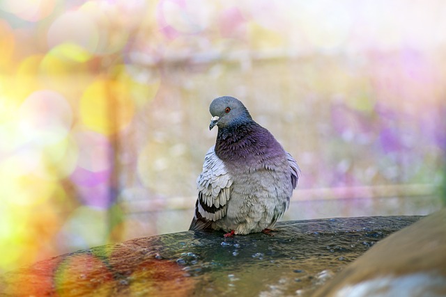 woodpecker,pigeon,blackbird,bird
