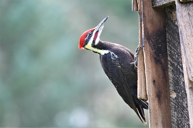 woodpecker,pigeon,blackbird,bird