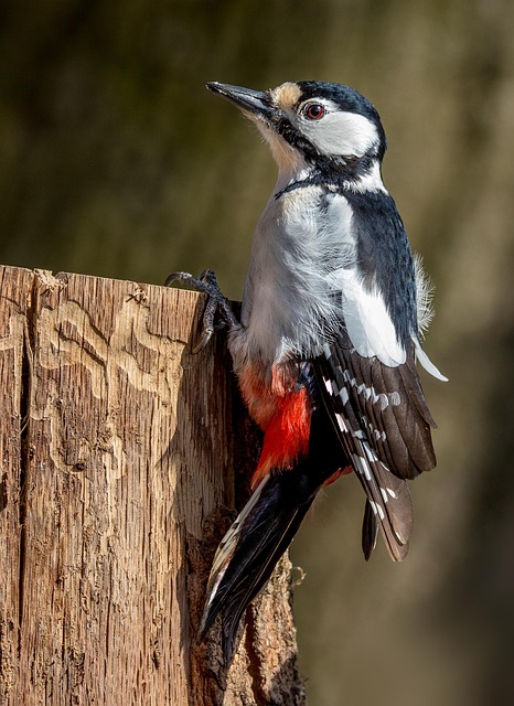 woodpecker,pigeon,blackbird,bird