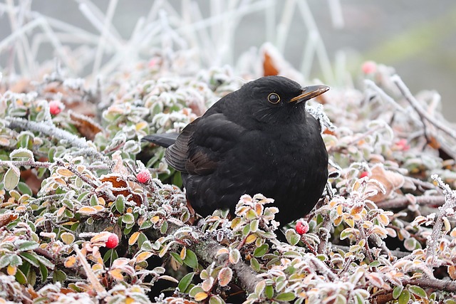 woodpecker,pigeon,blackbird,bird