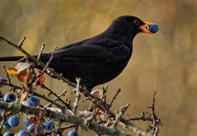 woodpecker,pigeon,blackbird,bird
