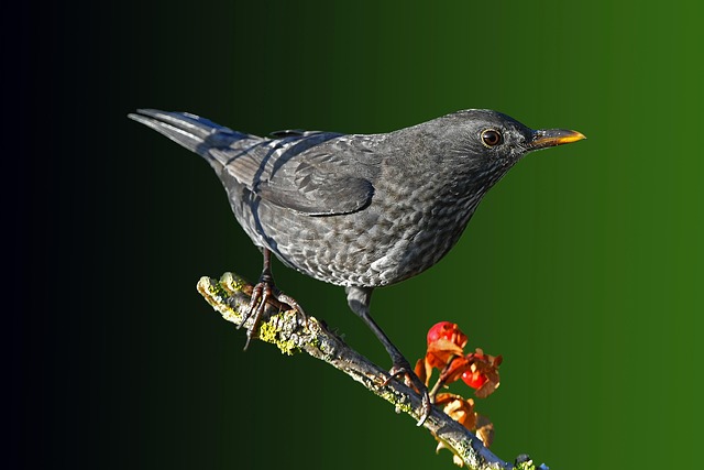 woodpecker,pigeon,blackbird,bird