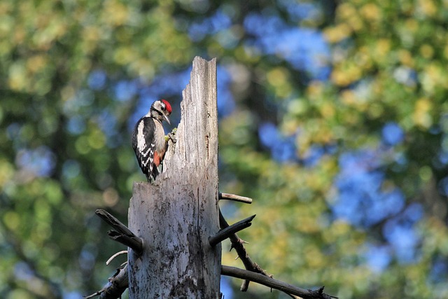 woodpecker,pigeon,blackbird,bird