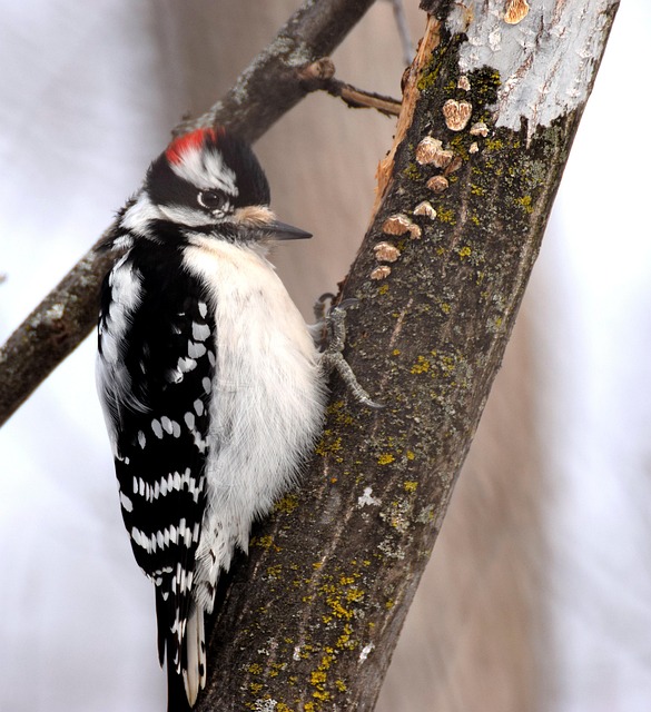 woodpecker,pigeon,blackbird,bird