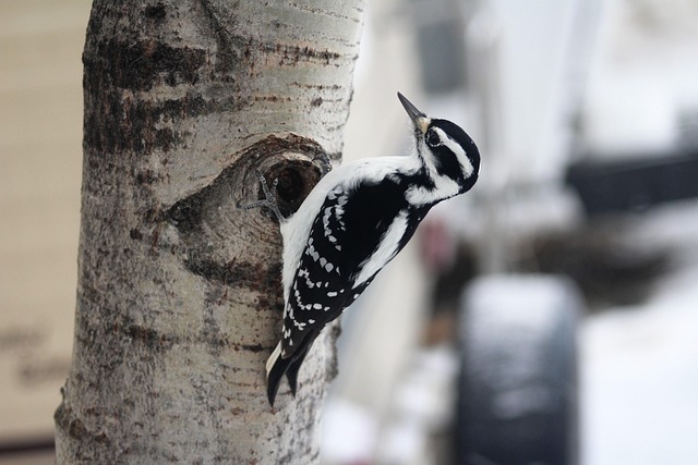 woodpecker,pigeon,blackbird,bird