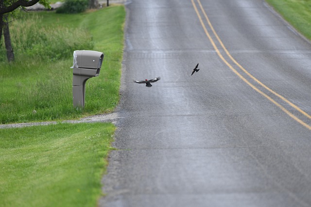 woodpecker,pigeon,blackbird,bird