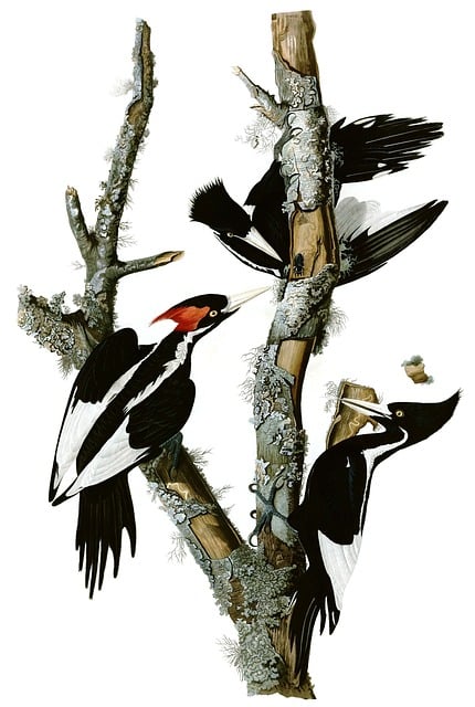 woodpecker,pigeon,blackbird,bird