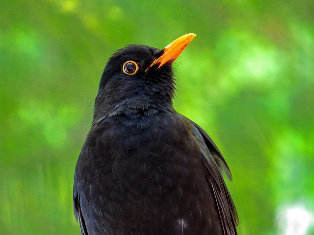 woodpecker,pigeon,blackbird,bird