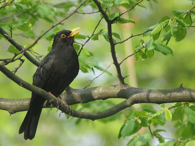 woodpecker,pigeon,blackbird,bird