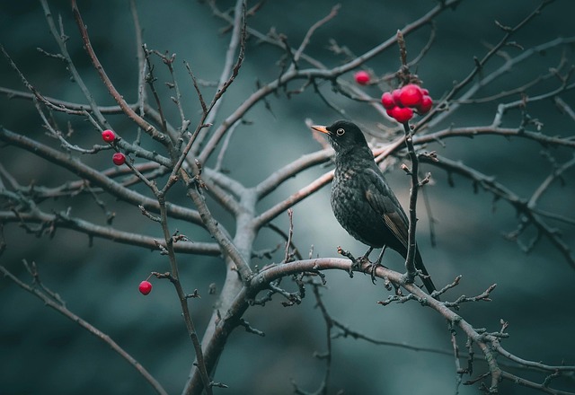 woodpecker,pigeon,blackbird,bird