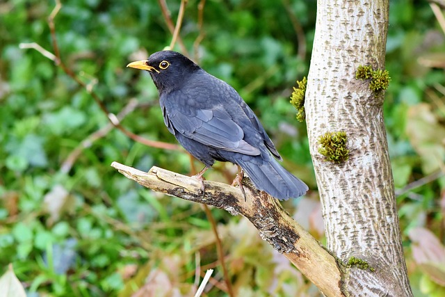 woodpecker,pigeon,blackbird,bird