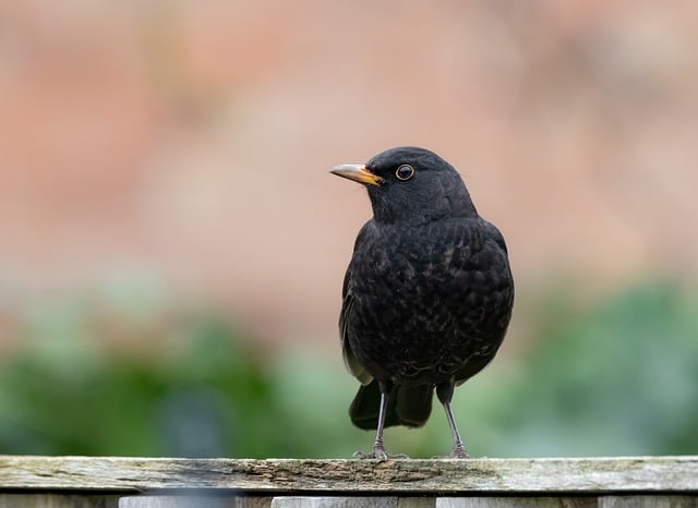 woodpecker,pigeon,blackbird,bird