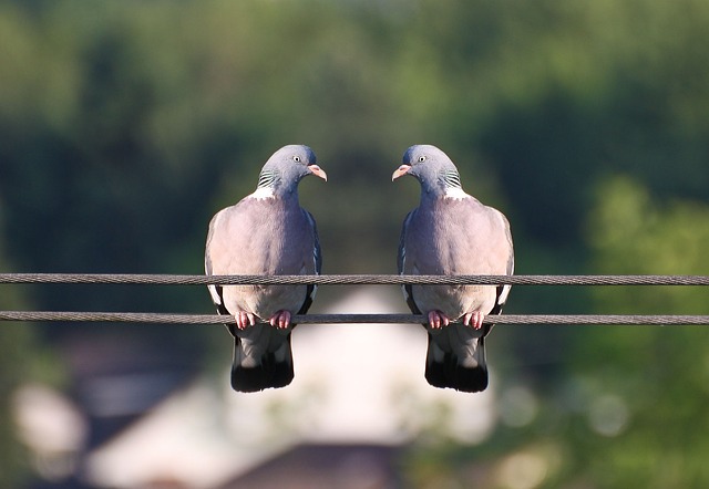 bird control,bird removal,pigeon removal,pigeon control,woodpecker removal