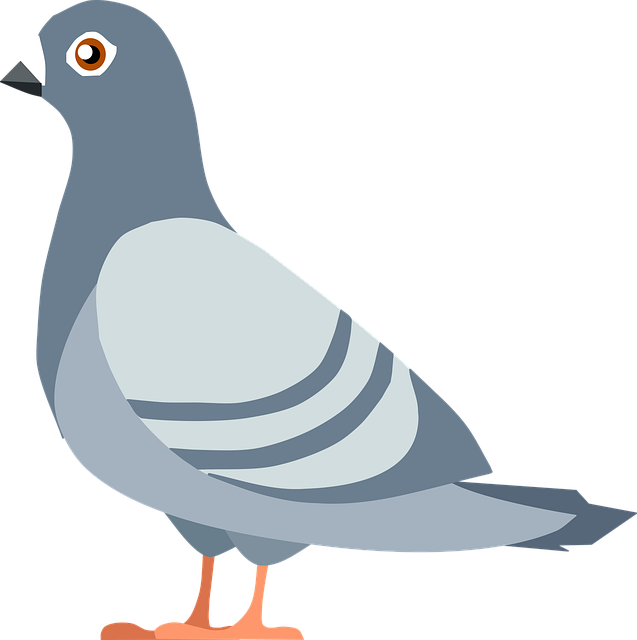 bird control,bird removal,pigeon removal,pigeon control,woodpecker removal