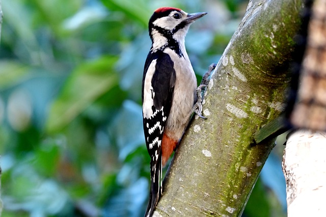 woodpecker,pigeon,blackbird,bird