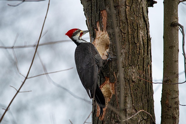woodpecker,pigeon,blackbird,bird
