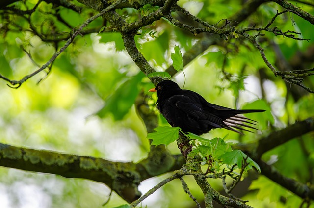 woodpecker,pigeon,blackbird,bird