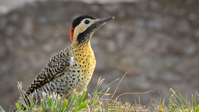 woodpecker,pigeon,blackbird,bird