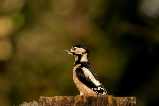 woodpecker,pigeon,blackbird,bird