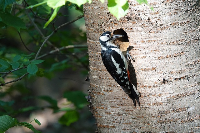 woodpecker,pigeon,blackbird,bird