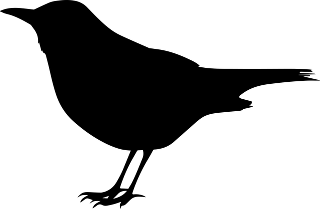 woodpecker,pigeon,blackbird,bird