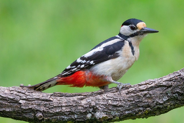 woodpeckerpigeonblackbirdbird-640x480-82011517.jpeg