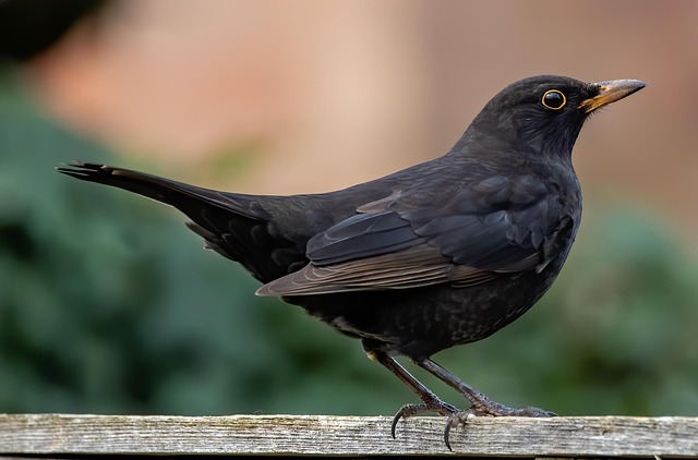 woodpecker,pigeon,blackbird,bird