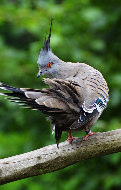 bird-controlbird-removalpigeon-removalpi-640x480-15558546.jpeg