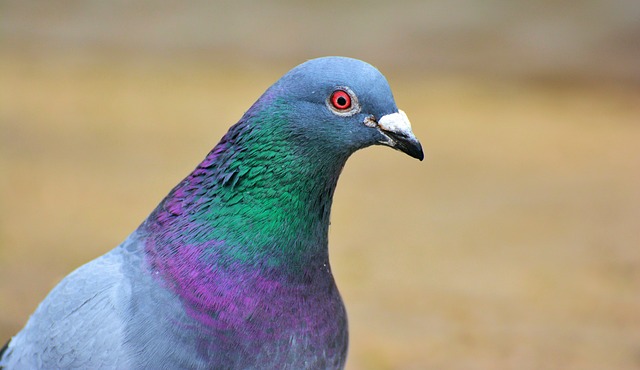 Bird Control: Expert Removal, Humane Management, & Prevention Tips