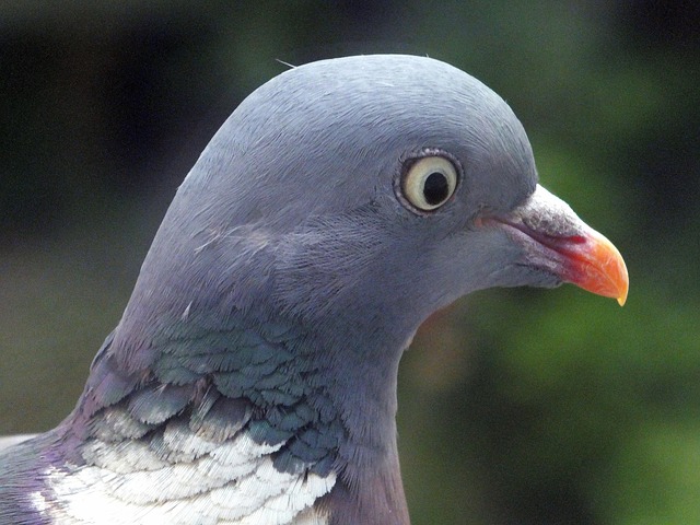 bird control,bird removal,pigeon removal,pigeon control,woodpecker removal