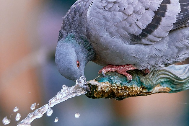 Pigeon Control: From Traditional to Modern Solutions for Effective Bird Removal