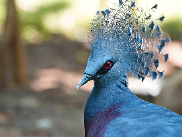 bird-controlbird-removalpigeon-removalpi-640x480-2268393.jpeg
