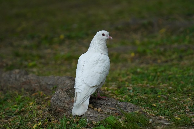 bird control,bird removal,pigeon removal,pigeon control,woodpecker removal