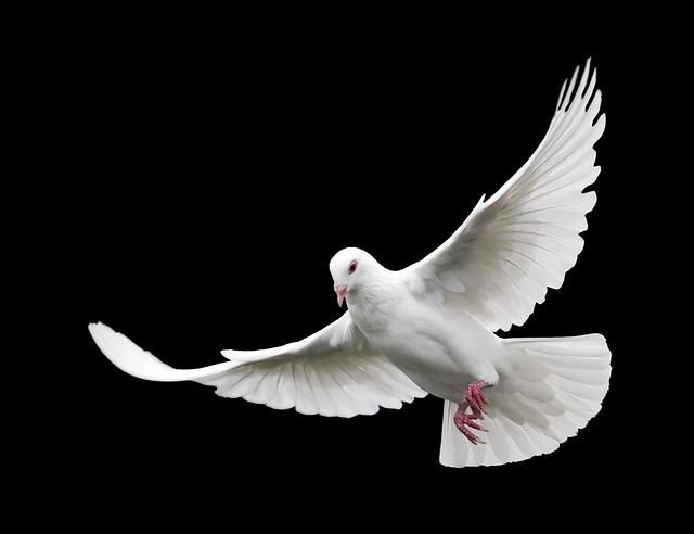 bird control,bird removal,pigeon removal,pigeon control,woodpecker removal
