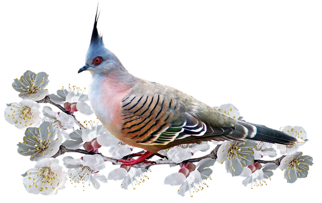 bird control,bird removal,pigeon removal,pigeon control,woodpecker removal