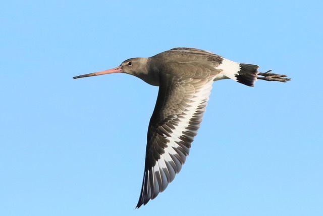 bird control,bird removal,pigeon removal,pigeon control,woodpecker removal