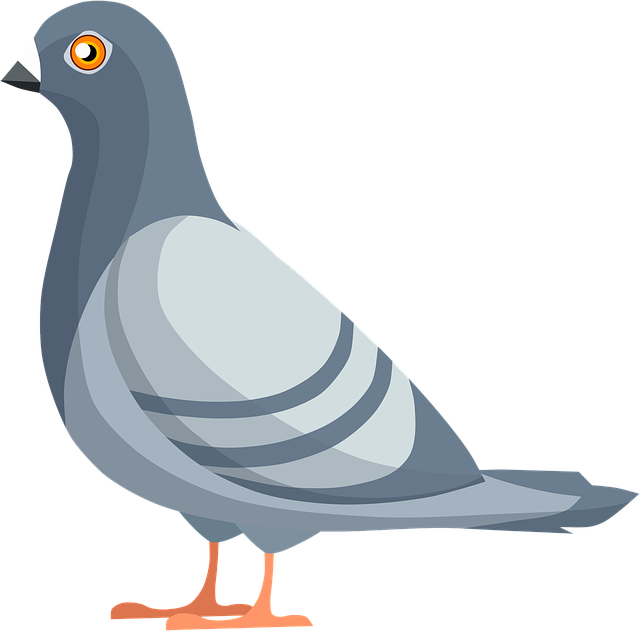 bird control,bird removal,pigeon removal,pigeon control,woodpecker removal