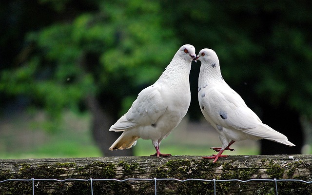 bird-controlbird-removalpigeon-removalpi-640x480-37566861.jpeg
