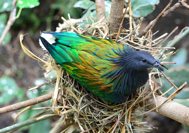bird control,bird removal,pigeon removal,pigeon control,woodpecker removal