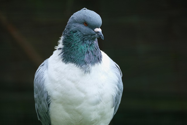 bird control,bird removal,pigeon removal,pigeon control,woodpecker removal