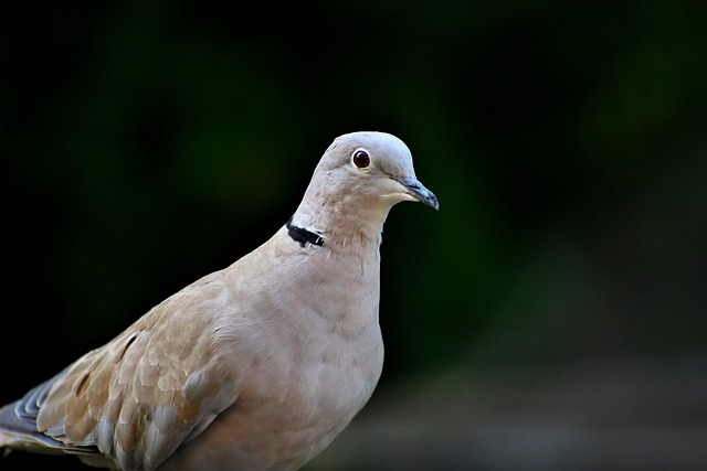 bird-controlbird-removalpigeon-removalpi-640x480-49051070.jpeg
