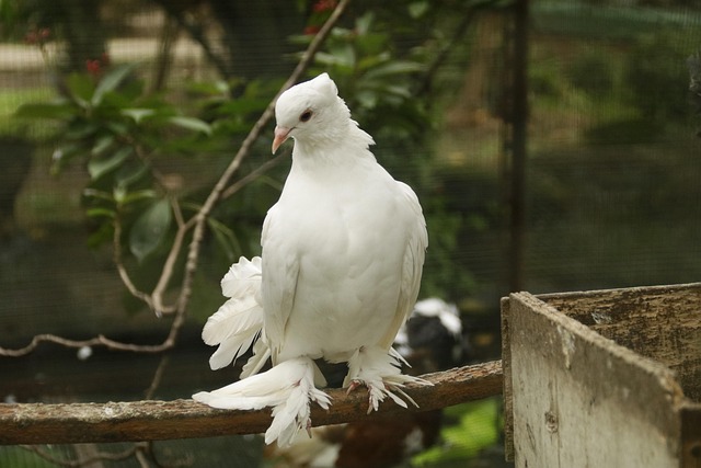 bird control,bird removal,pigeon removal,pigeon control,woodpecker removal