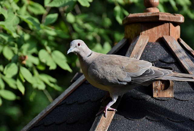 bird control,bird removal,pigeon removal,pigeon control,woodpecker removal