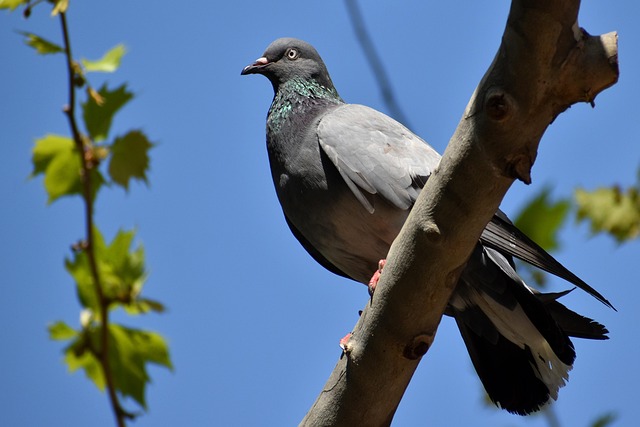 bird control,bird removal,pigeon removal,pigeon control,woodpecker removal