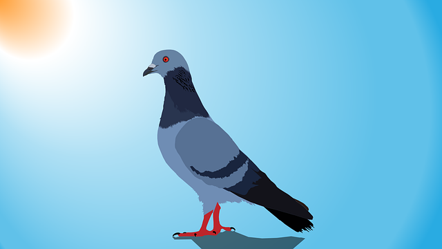 bird control,bird removal,pigeon removal,pigeon control,woodpecker removal