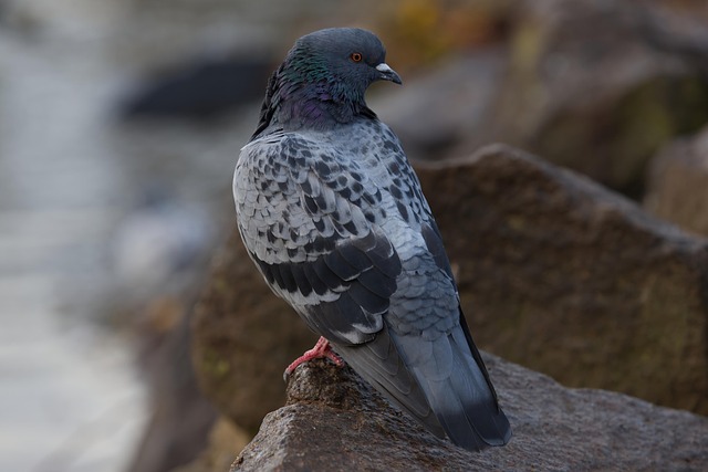 bird control,bird removal,pigeon removal,pigeon control,woodpecker removal
